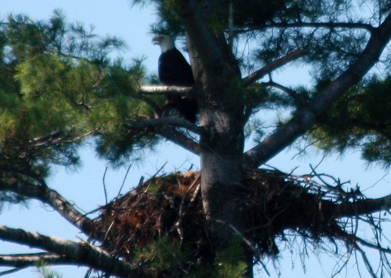 IMG_6777.jpg - Bald Eagle Nest