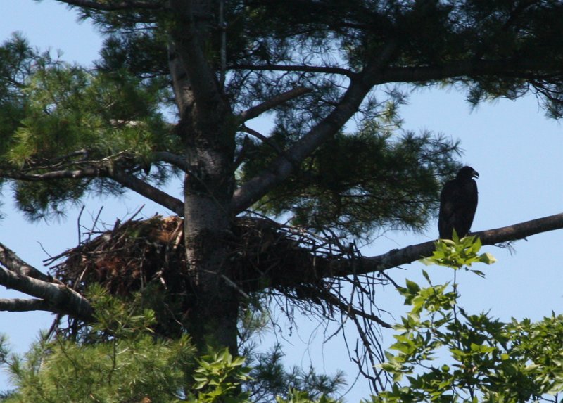 IMG_6787.jpg - 2nd Eagle